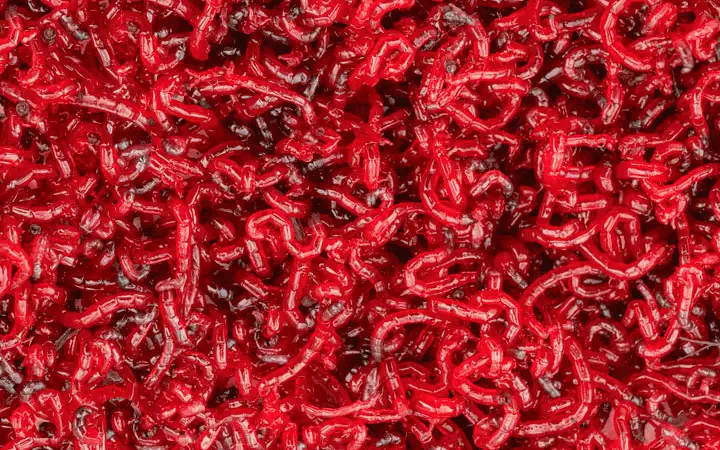 Bloodworms in a giant pile
