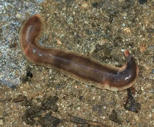 Arthurdendyus Triangulatus flat worm what are earthworms predators