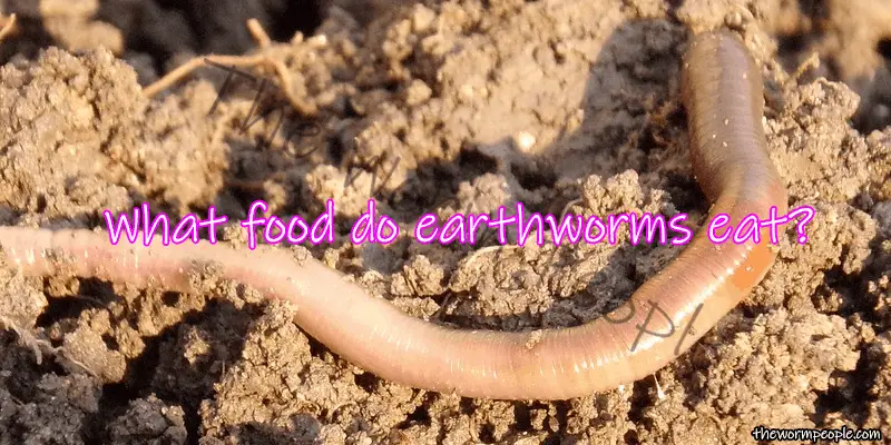 What do earthworms eat