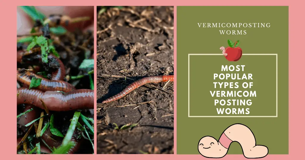 Vermicomposting Worms