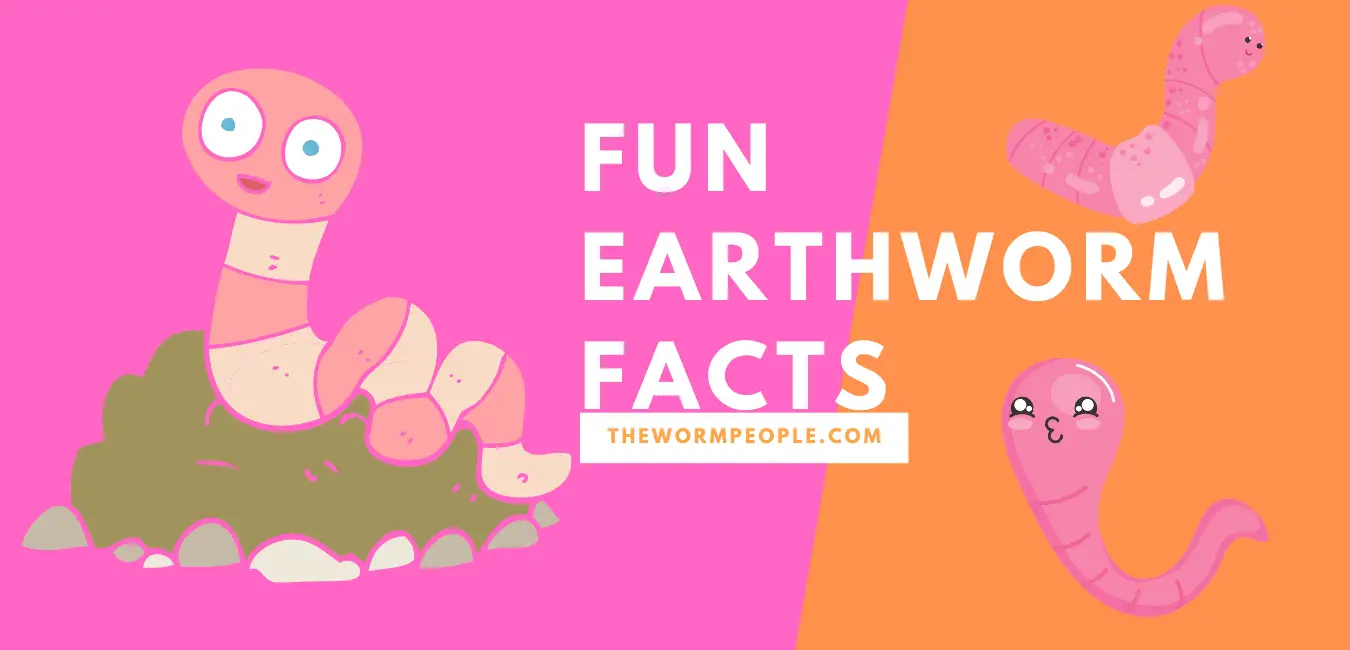 Facts on Earthworms