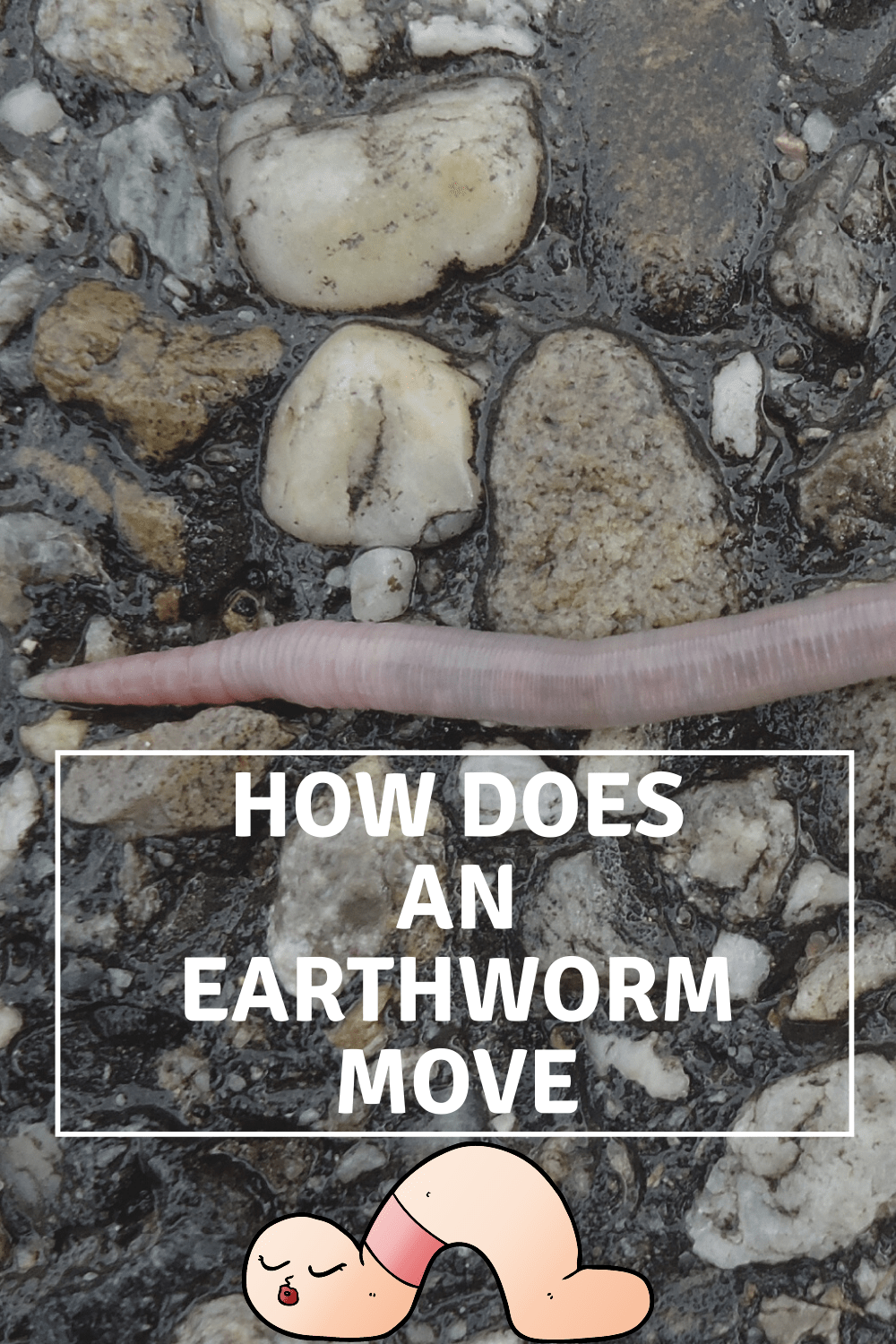 How Does An Earthworm Move
