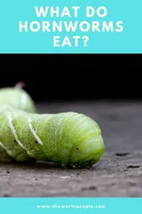 What Do Hornworms Eat? - TheWormPeople