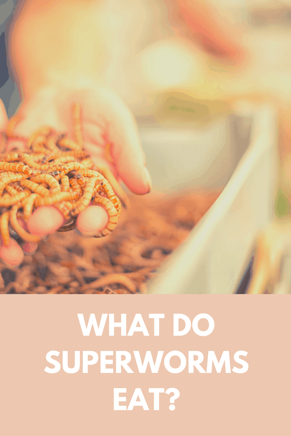 what do superworms eat
