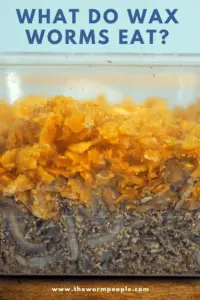 What do Wax Worms Eat? - TheWormPeople