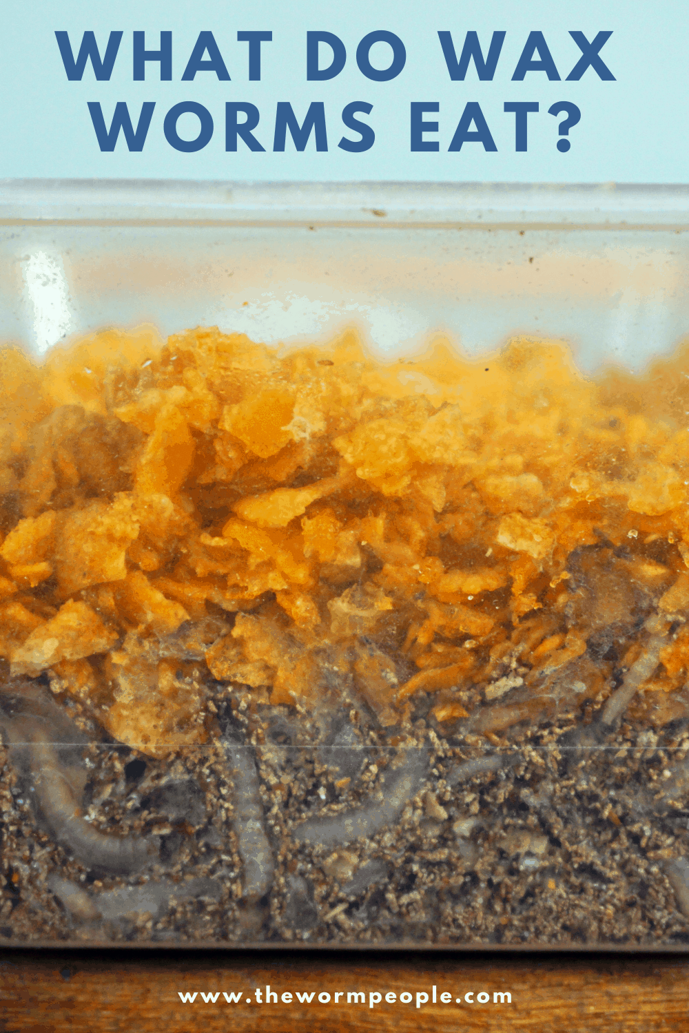 What do Wax Worms Eat
