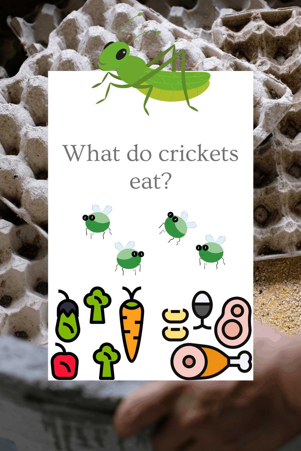What do crickets eat
