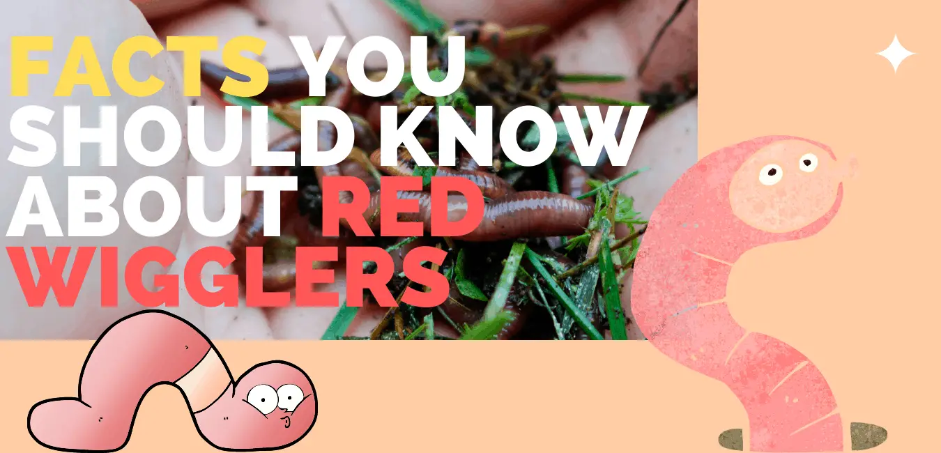 Red worm facts