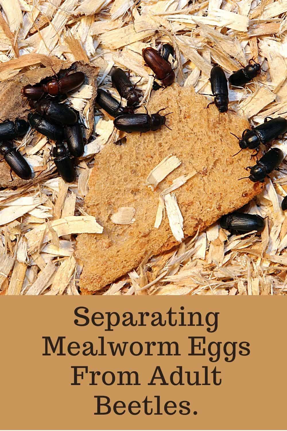 Separating Mealworm Eggs From Adult beetles