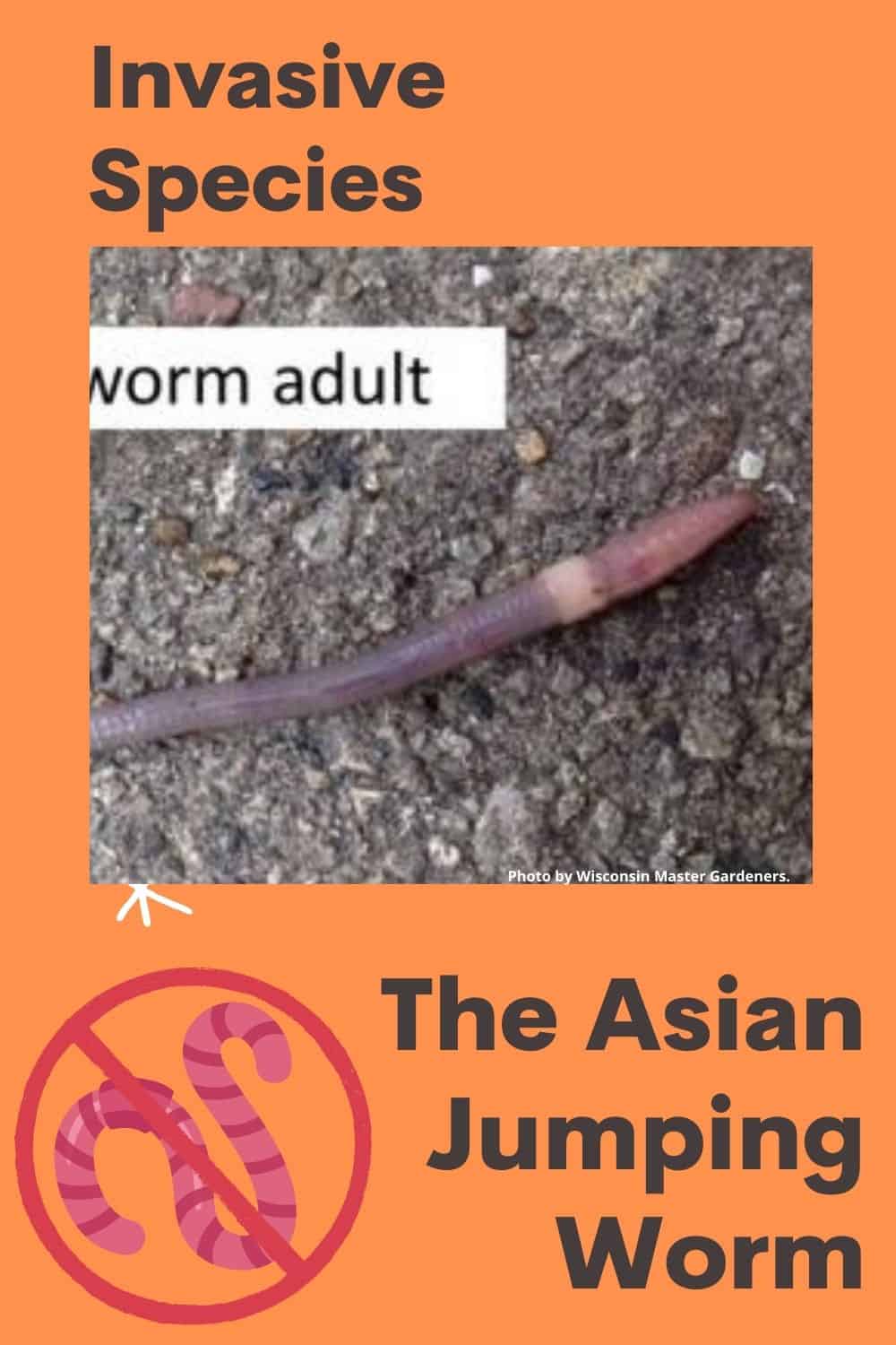 The Asian Jumping worm