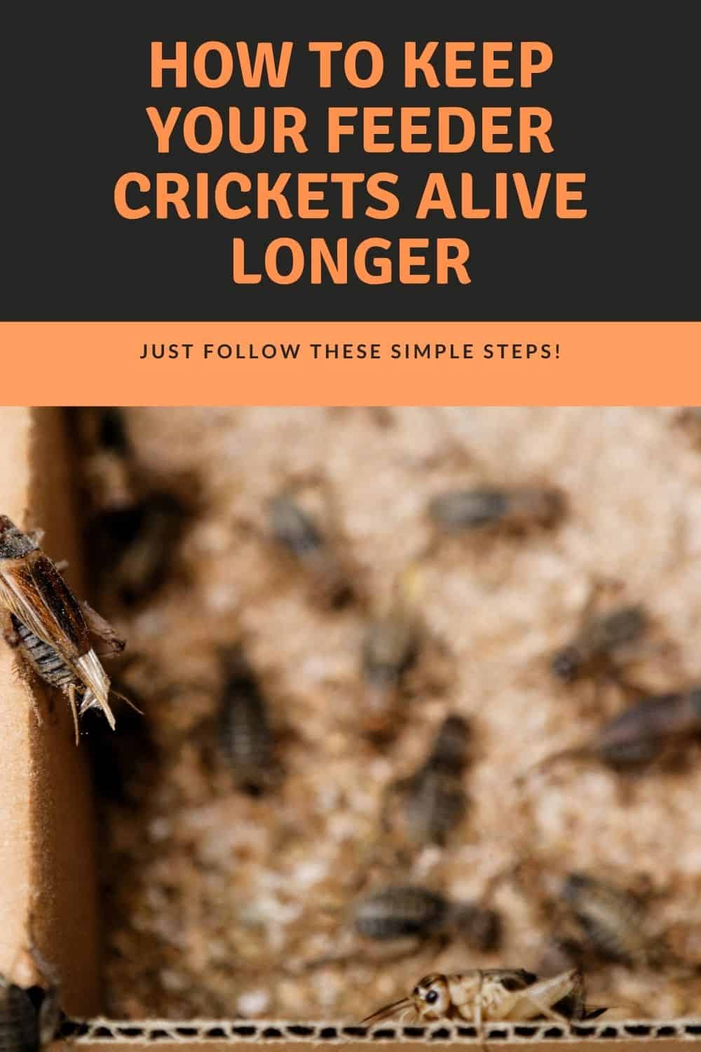 how-to-keep-crickets-alive-for-feeding
