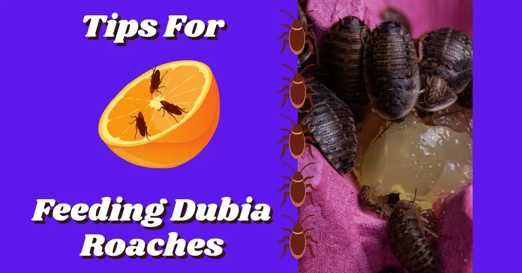 Feeding Dubia Roaches