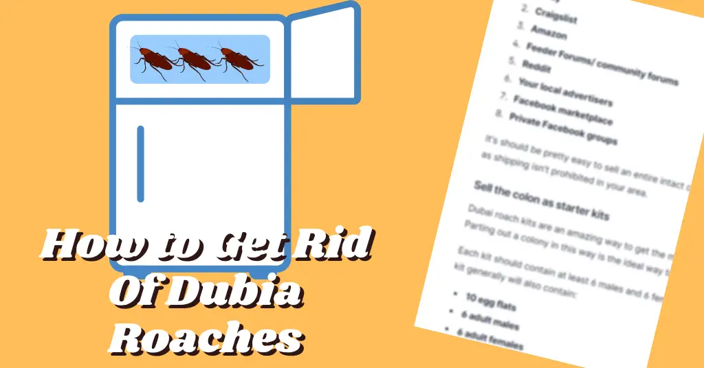 How to Get Rid Of Dubia Roaches