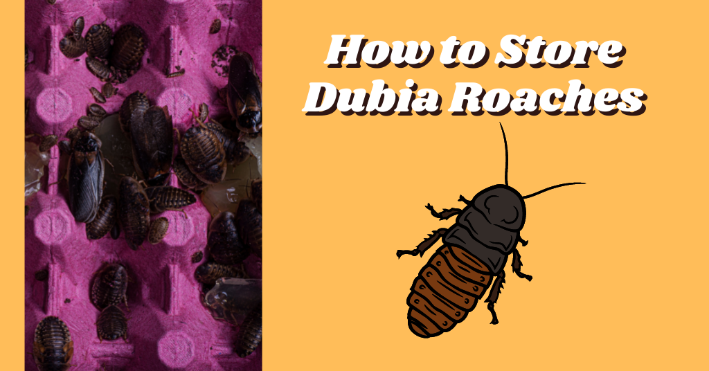 How to Store Dubia Roaches