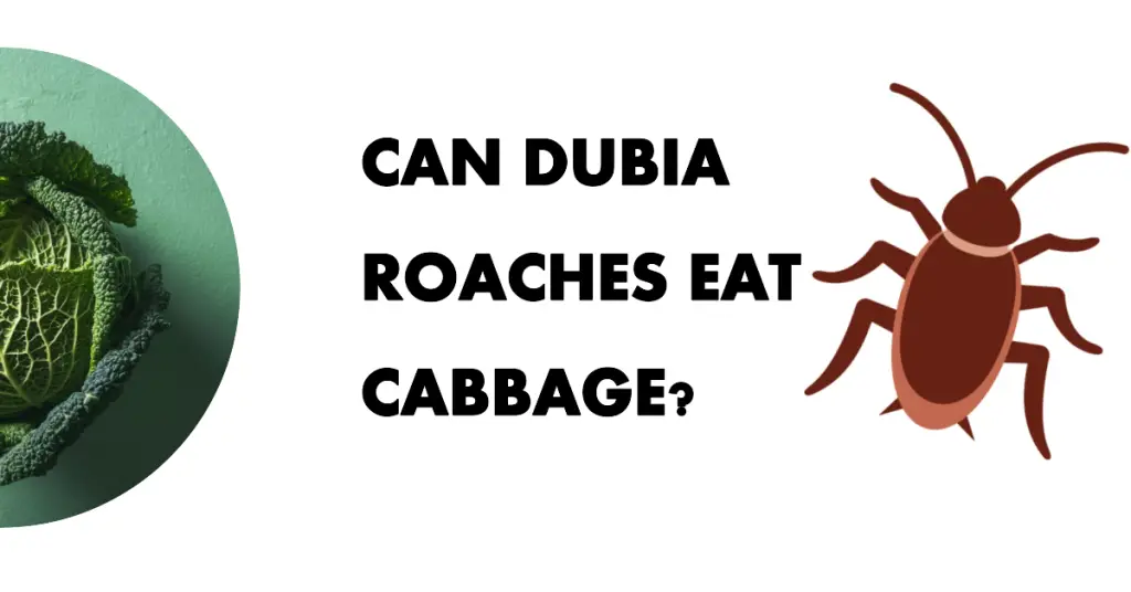 Can Dubia Roaches Eat Cabbage? - TheWormPeople